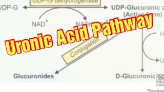 Uronic Acid Pathway Biochemistry  DGlucuronic Acid Metabolism of Carbohydrates [upl. by Sherilyn307]