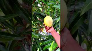 M anvi maje mango Ann al keyi mango batis avem Hmmmm li gou garden gardening foodgarden [upl. by Auston]