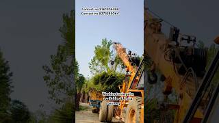 Washingtonia palm loading 🚚 Washingtonia plants washingtonia tree gajraulanursery gajraula [upl. by Landau]