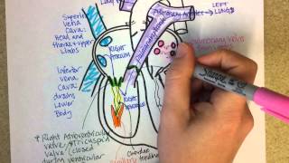 Heart Structure and Circulation [upl. by Scales]