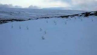 Toolik ptarmigan [upl. by Sobel]