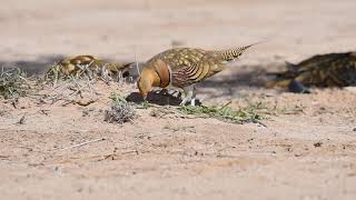 Pin tailed sandgrouse [upl. by Ydnik358]