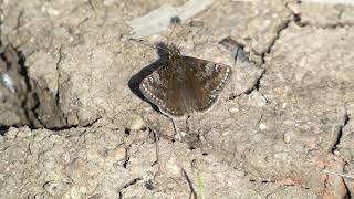 soumračník máčkový Erynnis tages Súmračník kotúčový Dingy Skipper Dunkler Dickopffalter [upl. by Mikah5]