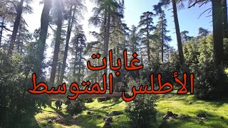 جبال الأطلس  غابات الأطلس المتوسط  بحيرة ويوان  Forêt moyen Atlas [upl. by Ayitahs702]