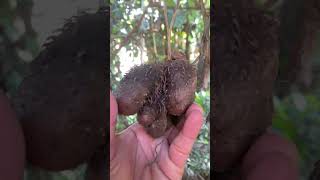 Ghar tarul Elephant foot yam Amorphophallus campanulatus [upl. by Gilcrest]