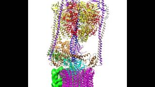 Rotational states of the S cerevisiae VATPase [upl. by Lehctim729]