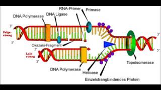 DNAReplikationTranskription und Translation [upl. by Eivets]