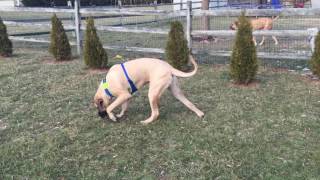 Wobblers syndrome after 1st acupuncture treatment for English Mastiff [upl. by Akin]