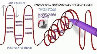 Amino Acids 6 A summary of the Secondary Structure of Proteins [upl. by Kim]