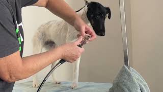 Grooming the Smooth Fox Terrier Episode 2 [upl. by Eatnoj566]