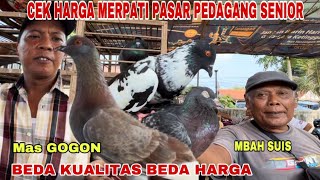 HARGA MERPATI PASAR PEDAGANG SENIOR [upl. by Bethezel]