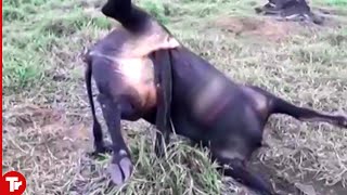 This Bull Never Expected to Die in This Horrible Way [upl. by Am]