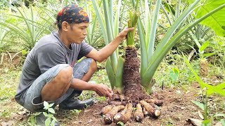 Masakan desa batang talas lompong ijo dipecak perkedel dan ikan asin [upl. by Annekim]