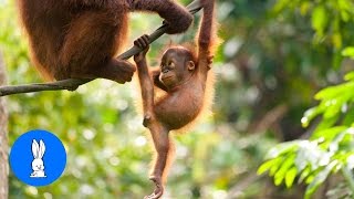 Baby Orangutan Are Adorable  Cutest Compilation [upl. by Aicsile635]