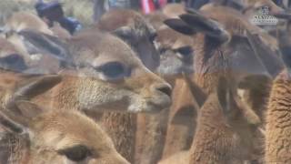 Chaccu de Vicuñas en los Andes del Perú [upl. by Valer]