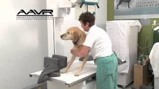 Hands Free Radiography with Vet Ray Technology by Sedecal [upl. by Kilbride452]