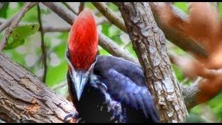 Pileated Woodpeckers Amazing Calls [upl. by Nalani]