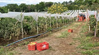 Manejo de Cultivos Fenología del Tomate [upl. by Tri499]