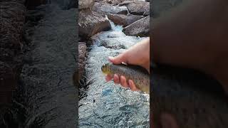 Nice brown trout fishing troutfishing flyfishing [upl. by Sivle]