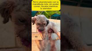 Perro abandonado con la mandíbula rota sin shorts emotionalstory realstory story pets stories [upl. by Etnomed]