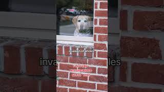 Neighborhood watch is fluffed up doglife dogs labradors [upl. by Ecaj]