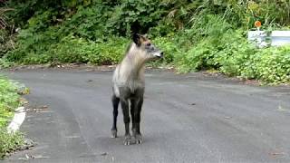 Tense Encounter with Hostile Japanese Serow 気の強い野生カモシカと緊迫のタイマンにらめっこ！ [upl. by Annahaj]