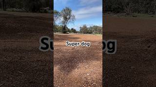 Super dog [upl. by Seagraves]