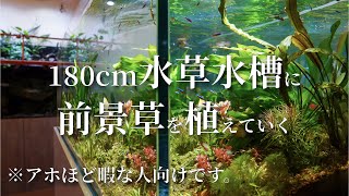 【超暇人向け】180cm水草水槽に前景草を植栽！ [upl. by Neelak]