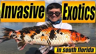 Invasive fish species in Florida FISHING TUTORIAL [upl. by Esenej]