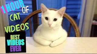 1 Hour of CAT MEMES [upl. by Asilahs]