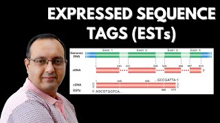 What are Expressed Sequence Tags EST  Genomics [upl. by Hesoj]