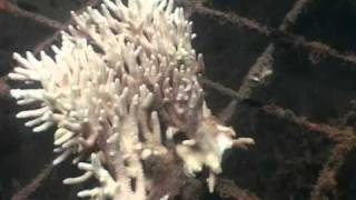 documentary The Future of the Great Barrier Reef Bleached or Bright [upl. by Alleusnoc]