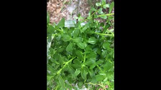 EatTheWeeds Episode 149 Bacopa monnieri aka Water Hyssop [upl. by Kristien]