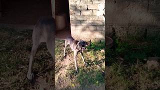 Dog barking at people rottweiler angrypuppy barkingsound rottweilerpuppy angrydog dogsound🤣 [upl. by Kamat512]