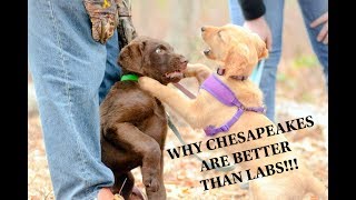 Why Chesapeakes are better than Labs [upl. by Amethyst586]