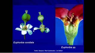 Euphorbiaceae [upl. by Jaddan510]