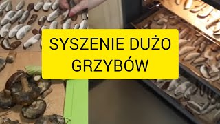 JAK CZYSCIĆ I SUSZYĆ BARDZO DUŻO GRZYBÓW [upl. by Shem825]