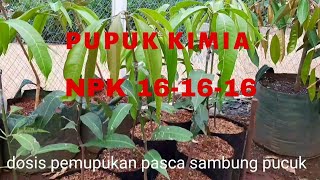 Tahap pemupukan serta dosis pupuk kimia NPK untuk pohon mangga [upl. by Gnouc]