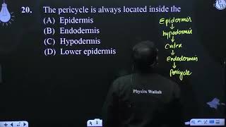 The pericycle is always located inside the [upl. by Gibe]