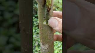 the cambium of the rootstock and scion is injured and produces callus tissuegraftingyoutubeshorts [upl. by Ario]