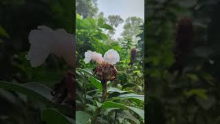 Cheilocostus speciosus Crêpe ginger whiteflower nature flower naturalattractions naturalwonders [upl. by Fiore]