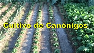 Cultivo orgánico de Canónigos [upl. by Reave]