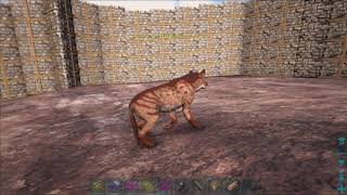 How to tame a HYAENODON super easily  ARK Ragnarok [upl. by Chara]