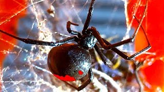 Deadly Redback Spider Vs Centipede Test Tank Spider Study [upl. by Komarek]