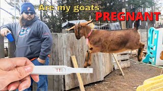 Checking for goat PREGNANCY  Are our goats PREGNANT 🐐🤷‍♀️ [upl. by Eintruoc]