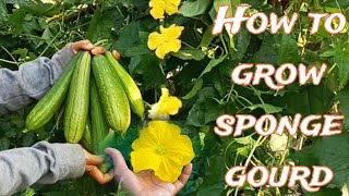 Sponge Gourd EXPERT Shares Top Tips for a Bountiful Harvest [upl. by Oidivo12]