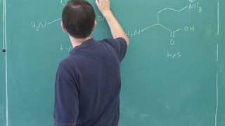 Amino acid and polypeptide synthesis 1 [upl. by Asseralc]