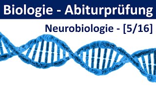 Biologie Abiturprüfung  Neurobiologie  Tipps und Aufgabentypen Abitur Biologie 516 [upl. by Kobe292]