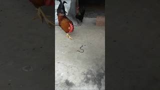 Chicken Vs Giant Earthworm [upl. by Eniak]