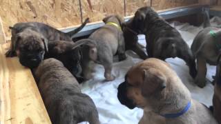 Bullmastiff Puppies [upl. by Htial]